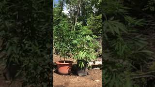 H.B.E seed crop