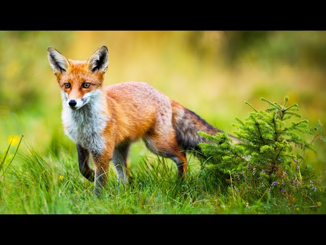 Pine Forest Foxes and Piano with Birds Singing - Relaxing Music for Stress Relief and Meditation class=