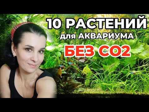 10 простых аквариумных растений без СО2.