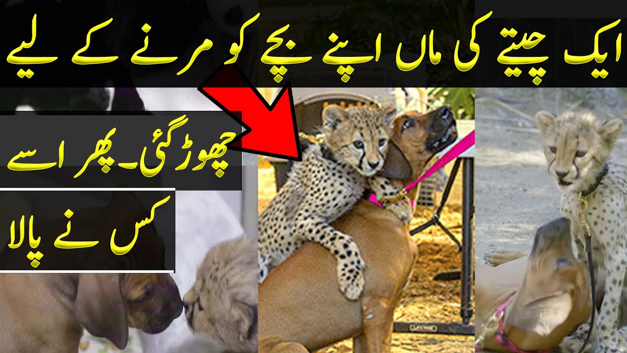 A Cheetah Mom Left Her Cub But The Cub Found an Unusual Friend - YouTube