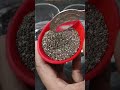 Chia seeds vs sabja seeds | #shortsfeed #ytshorts #shorts #recipe #food