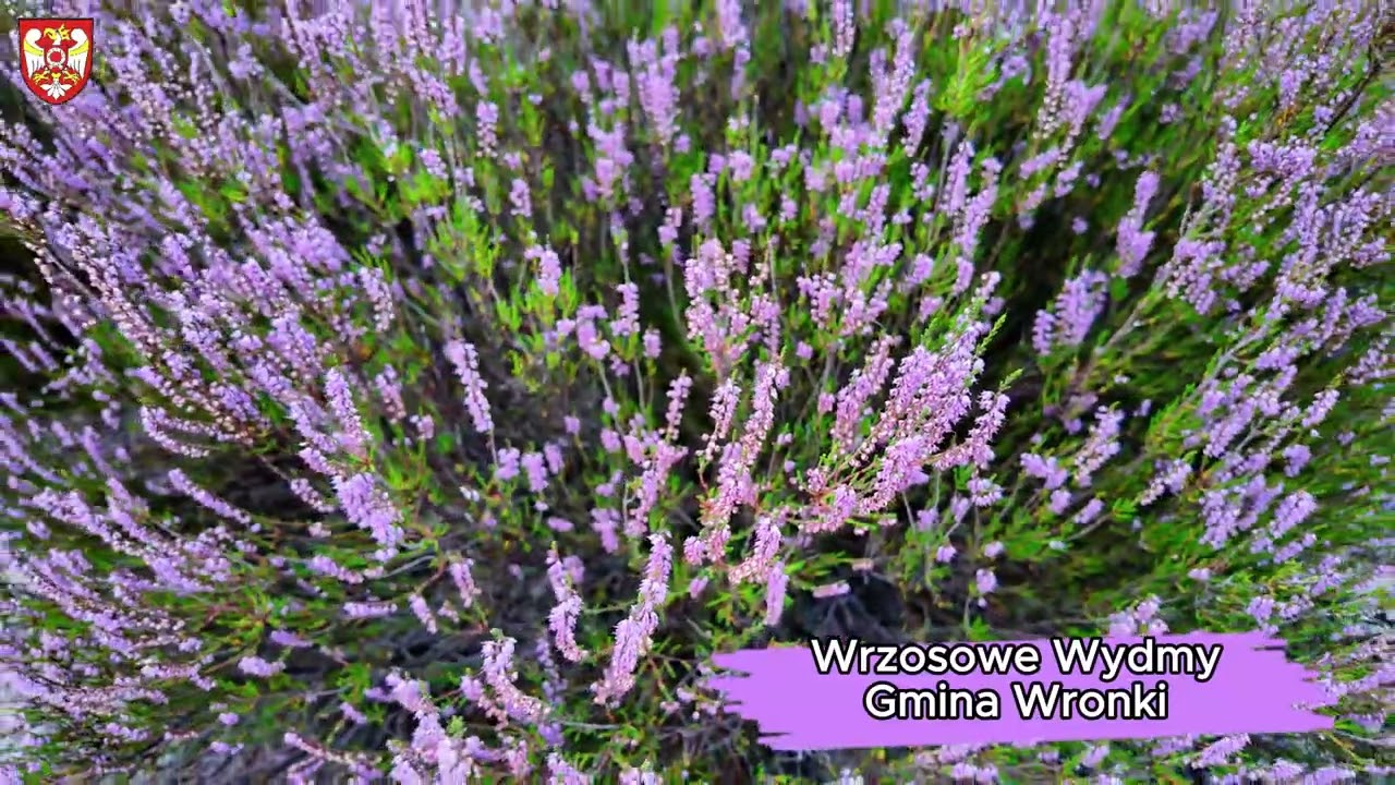 Przyroda i krajobrazy Powiatu Szamotulskiego