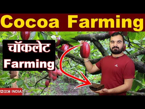 वीडियो: कोको का पेड़। कोको का पेड़ कहाँ उगता है? कोको फल