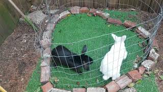 Breeding Rabbits, Buck squeals! New Zealand Black & New Zealand White