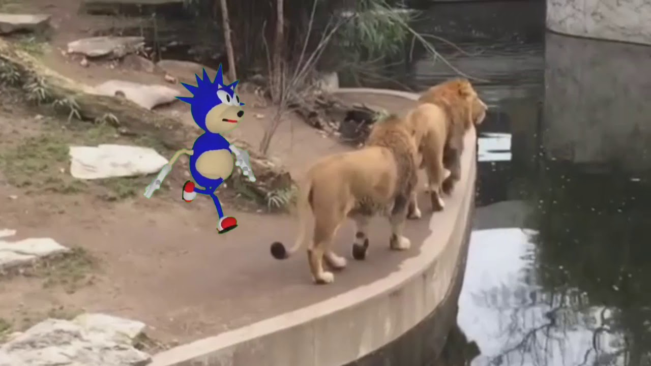 Sonico slaps Lion