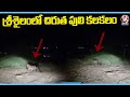 Leopard spotted in Srisailam, viral video