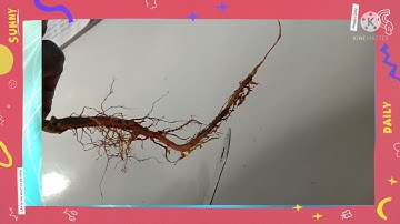 Class 4. EVS THE LEAF TOO HAS TO SAY. Part 1