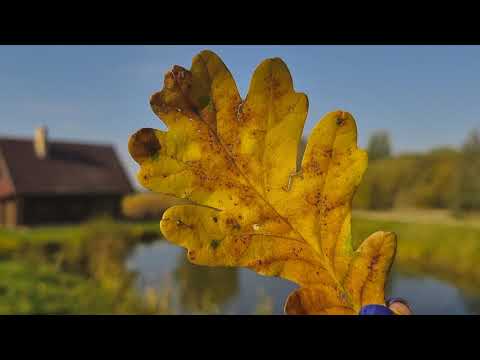 Video: Pupas: Kaloriju Saturs Un Tā Derīgās īpašības