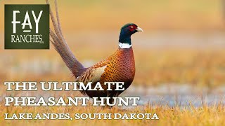 Pheasant Hunting Property For Sale | The Ultimate Pheasant Hunt | Lake Andes, South Dakota