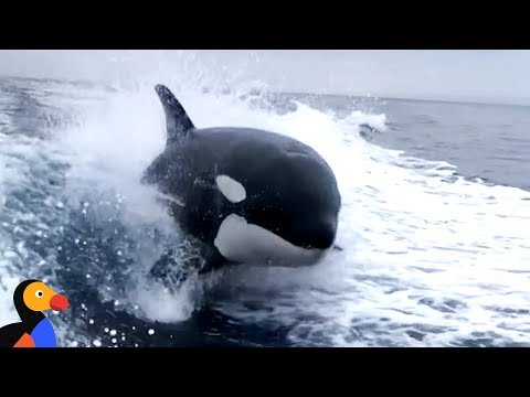 These Wild Orcas Are Amazing | The Dodo - These Wild Orcas Are Amazing | The Dodo