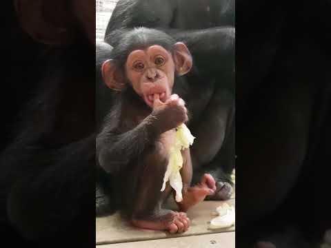 Cebele, the newest
