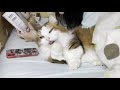どうしても娘と一緒に寝たい猫は何度も通う