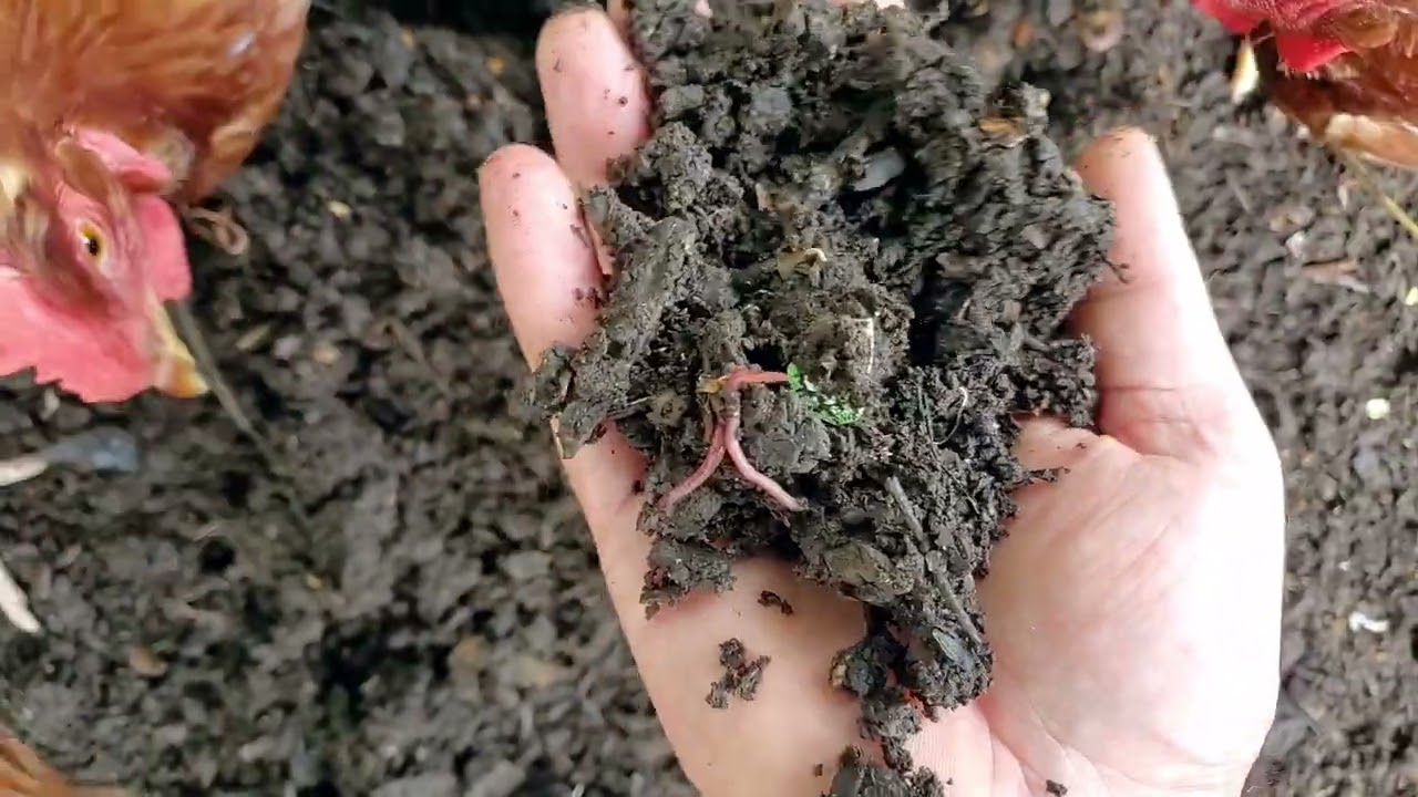 Chicken Yard - Upgrades and Updates :)