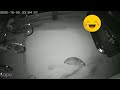 我が家のガレージを巡回するアナグマを監視カメラが撮影