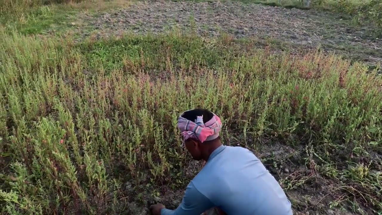 কত সুন্দর ঘাস এবং আলু 2 March 2026