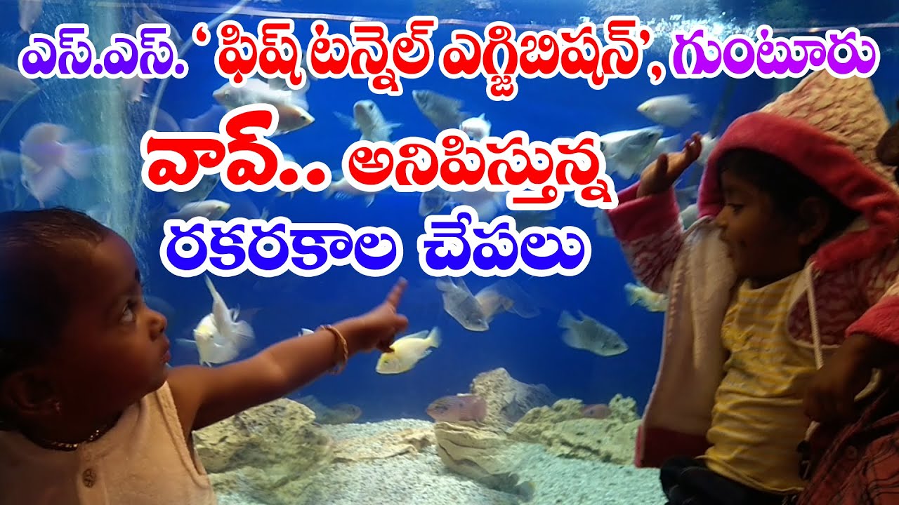 Fish Exhibition in Guntur | SS Under Water Fish Tunnel Exhibition |Gunta Grounds | D mart |Sri Waves