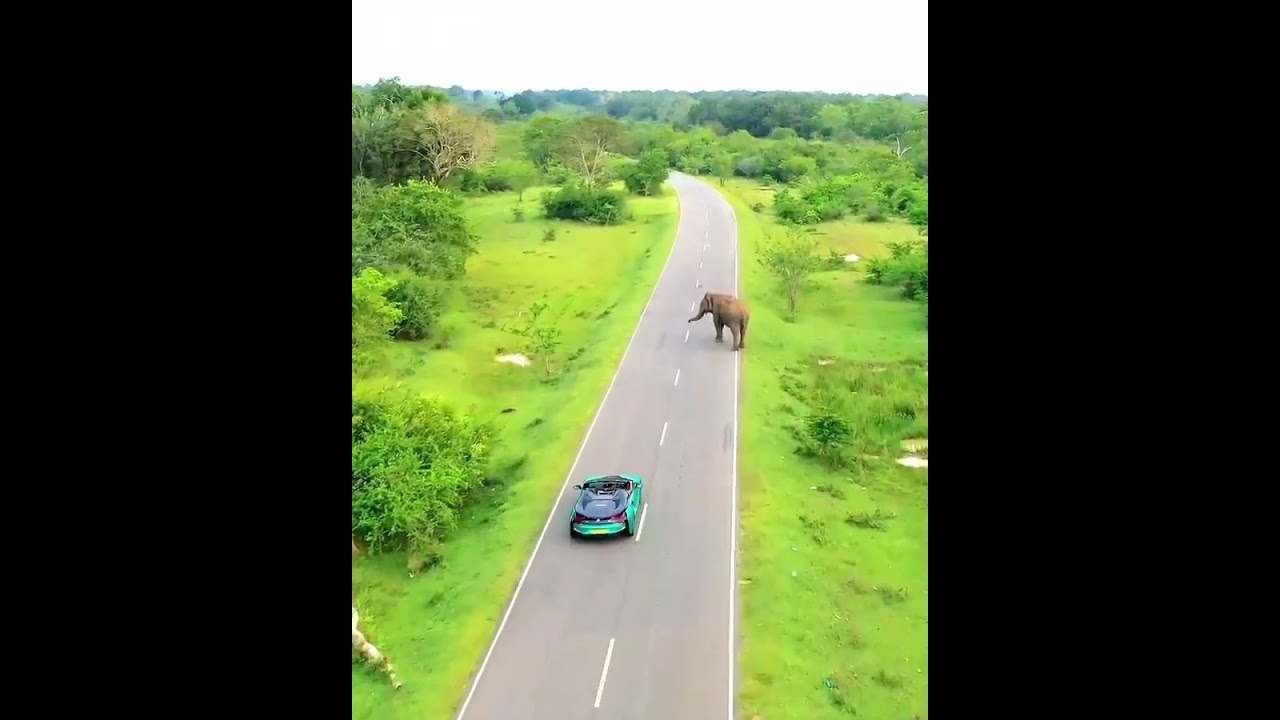 Elephant Meets BMW i8 Supercar
