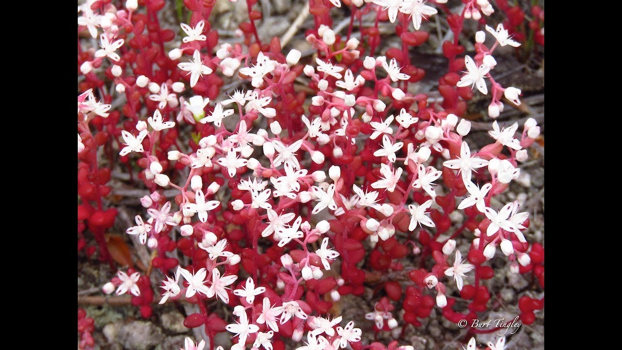Stone Mountain Dramatic Diamorpha