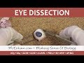 Eye Dissection Quiz