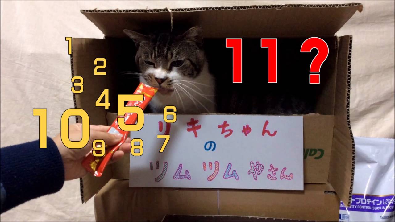 茶番劇 猫が店員だったら リキちゃんのツムツム屋さん開店します リキちゃんねる 猫動画 Cute Cat 猫とtsumtsum ディズニーツムツム Youtube 茶番劇 猫が店員だったら リキちゃんのツムツム屋さん開店します リキちゃんねる 猫動画 Cute Cat 猫とtsumtsum ディズニーツムツム Youtube