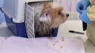 BC SPCA Behind the Scenes: The Victoria Havanese BC SPCA Behind the Scenes: The Victoria Havanese