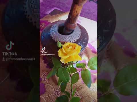 صباح الخير على ناسنا وعلى الغليين