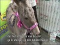 Man bijt hond - Maxi stock Vierstraete reclamespot