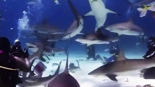 Crazy Russian extreme diving among the sharks!