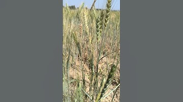 wheat field #wheatfields #shorts