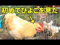 【閲覧注意】衝撃の行動に出たニワトリ…後悔しかない。。 69話目