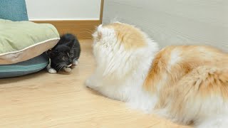 What Happens When a Rescued Kitten Faces a Giant Furry Cat Up Close │ Episode.10