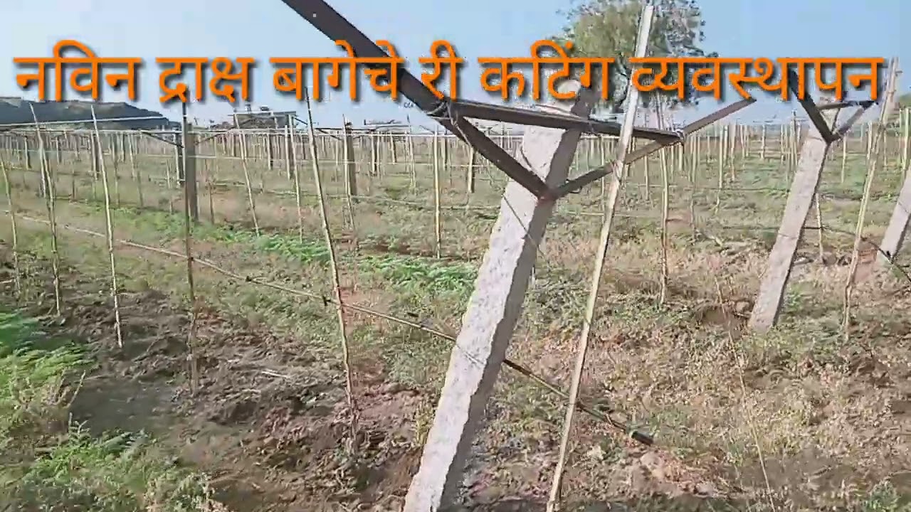 नविन द्राक्ष बागेचे री कटिंग व्यवस्थापन🍇👆👌😊#india #farmer #subscribe #द्राक्ष