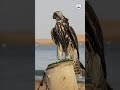 سادة السماء أجمل الطيور            