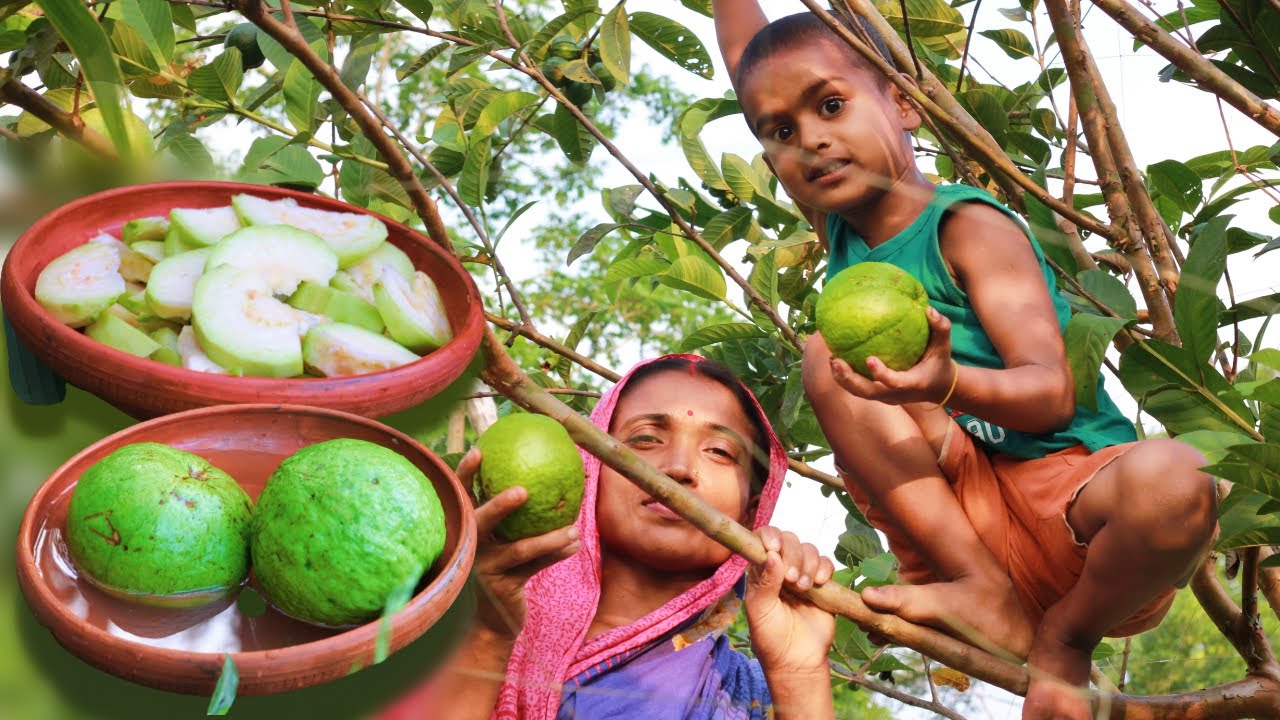 বারোমাসি থাই পেয়ারার দারুন মাখা গ্রামীণ জীবন Baromasi Thai Guava ...