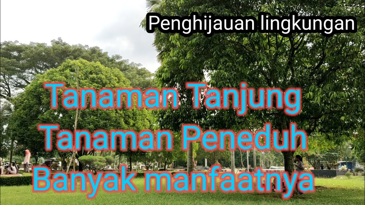 Tanaman Tanjung, tanaman peneduh, banyak manfaat 