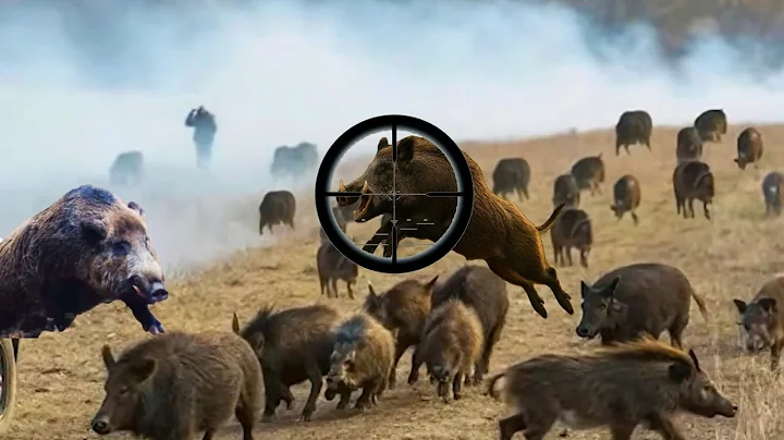 How Canadian farmers trap hundreds of giant wild boars in the fight against invasion.