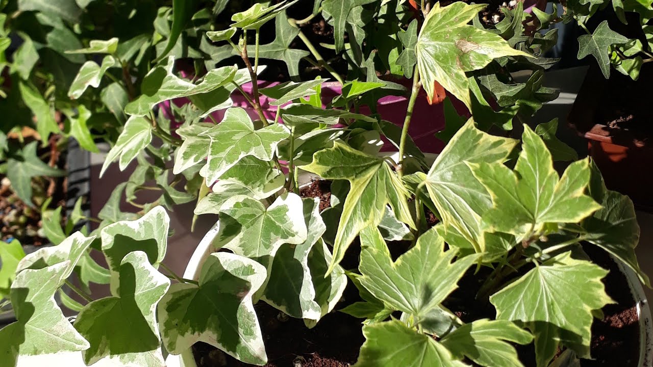 Hedera Helix her mevsim yeşil duvar sarmaşığı