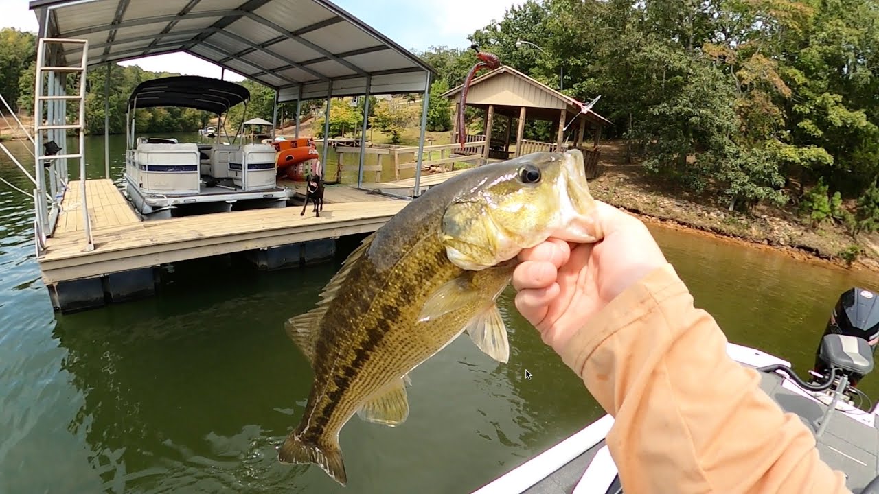 Fall Bass Fishing | Wedowee, AL