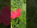 #hibiscus 🌺 #gospelmusic 🎶