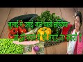 8 vegetables grow from seeds in july in potsgamla vijaya s creative garden  hindi urdu