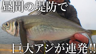 昼間から巨大アジが入れ食い日本一尺アジが釣れる釣り公園でサビキを投げると100匹ペースの無限時合い…
