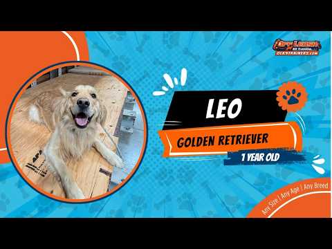 Golden Retriever🐶🦮Off leash Dog Training / Obedience Training 🦮🐶