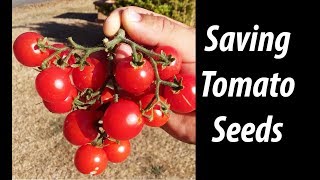 How To Save Tomato Seeds  Cherry Edition! (2019)