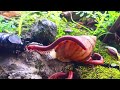 The Art of the Slow: Inside a Peaceful Colony of Millipedes, Rhino Beetles, and Snails #Peaceful