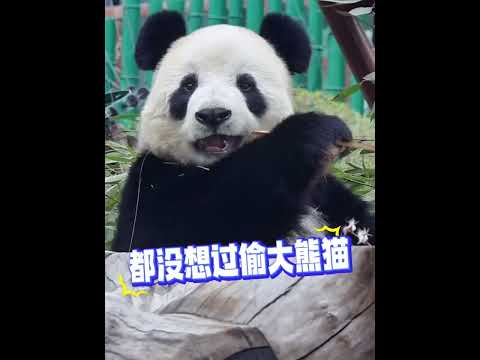 遊客問飼養員大熊貓晚上不收沒人tou嗎 網友神評論:我想過tou銀行，金店，我都沒想過tou大熊貓 #國寶大熊貓 #保護大熊貓 #關愛大熊貓 thumbnail