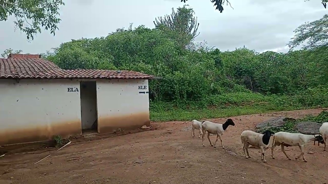 SERTAO DE BARCELONA RN SITIO RIACHO DA ONÇA EM DEZEMBRO DE 2023 VIDEO 1