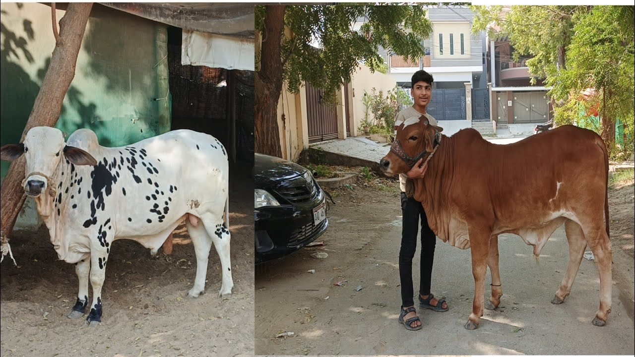 Ajj sub ne bohut masti ki🥳❤️bohut dino Baad vlog agaya 