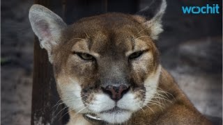There Have Been Two Rare Florida Panther Sightings