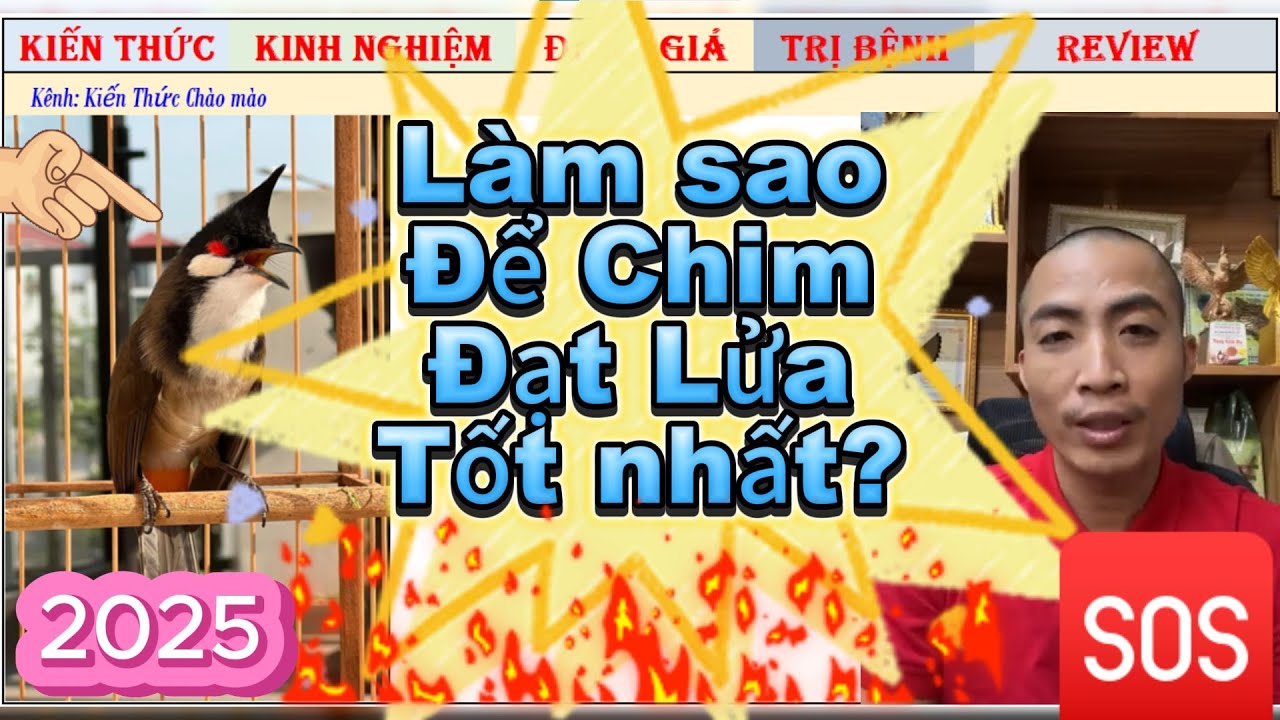 Làm sao để Chim Chào mào Đạt Lửa Tốt nhất năm 2025//Giải đáp cùng Tiến Lập