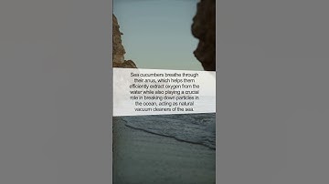 The Mysterious Sea Cucumber: Nature